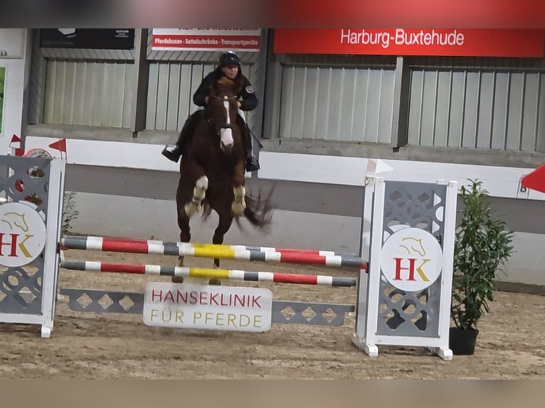 Plus de chevaux à sang chaud Jument 9 Ans 168 cm Alezan brûlé in Braunschweig