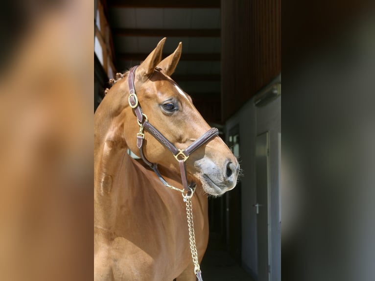 Plus de chevaux à sang chaud Jument 9 Ans 169 cm Alezan in Erharting