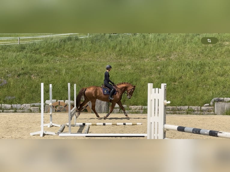 Plus de chevaux à sang chaud Jument 9 Ans 169 cm Alezan in Erharting