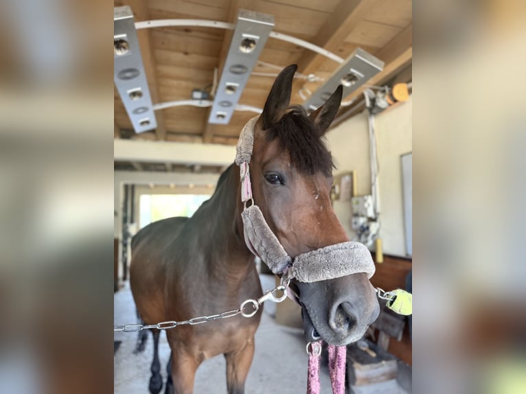 Plus de chevaux à sang chaud Croisé Jument 9 Ans 170 cm Bai brun in Zagreb