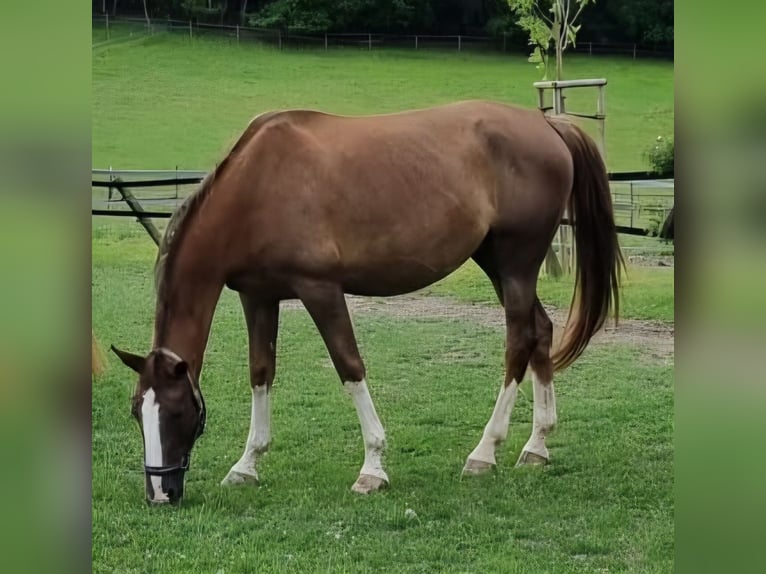 Plus de chevaux à sang chaud Jument 9 Ans 172 cm Alezan in Dornburg