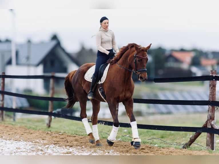 Plus de chevaux à sang chaud Jument 9 Ans 175 cm Alezan brûlé in Trzebnica