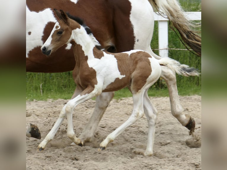 Plus de chevaux à sang chaud Jument  162 cm Pinto in Borgentreich