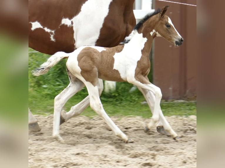 Plus de chevaux à sang chaud Jument  162 cm Pinto in Borgentreich