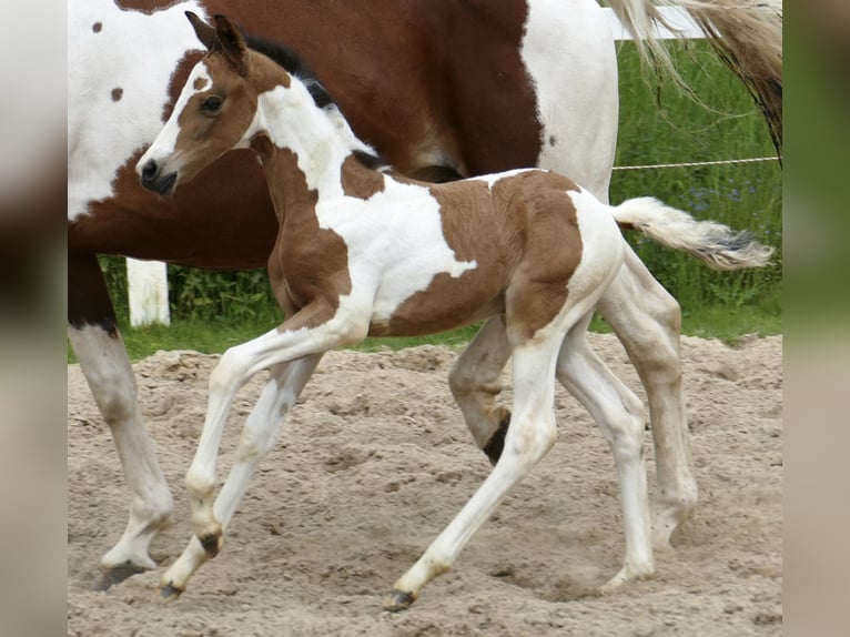 Plus de chevaux à sang chaud Jument  162 cm Pinto in Borgentreich