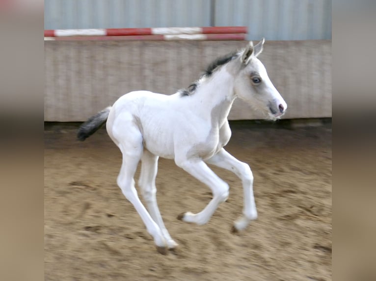 Plus de chevaux à sang chaud Jument Poulain (03/2026) 165 cm Pinto in Borgentreich