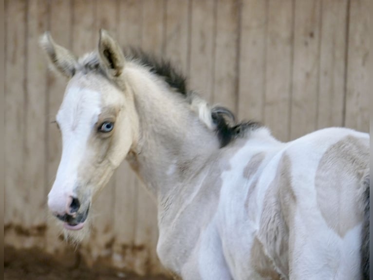 Plus de chevaux à sang chaud Jument Poulain (03/2026) 165 cm Pinto in Borgentreich