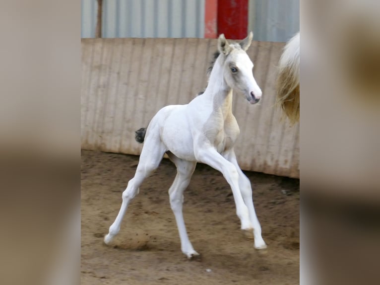 Plus de chevaux à sang chaud Jument Poulain (03/2026) 165 cm Pinto in Borgentreich