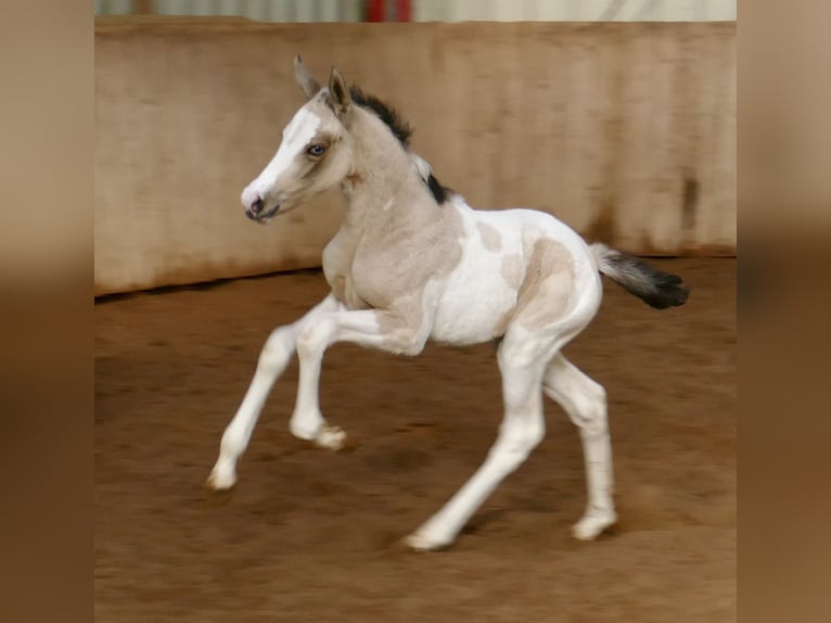 Plus de chevaux à sang chaud Jument Poulain (03/2026) 165 cm Pinto in Borgentreich