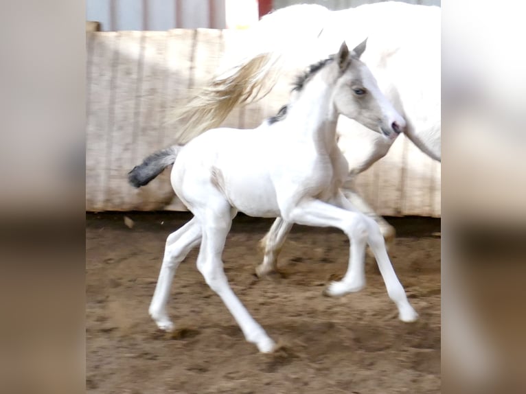 Plus de chevaux à sang chaud Jument Poulain (03/2026) 165 cm Pinto in Borgentreich