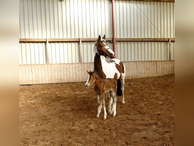 Plus de chevaux à sang chaud Jument Poulain (03/2026) 168 cm Bai in Borgentreich