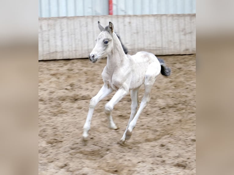 Plus de chevaux à sang chaud Jument Poulain (04/2026) 168 cm Buckskin in Borgentreich