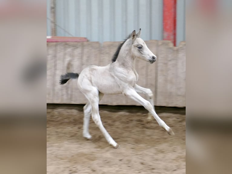 Plus de chevaux à sang chaud Jument Poulain (04/2026) 168 cm Buckskin in Borgentreich