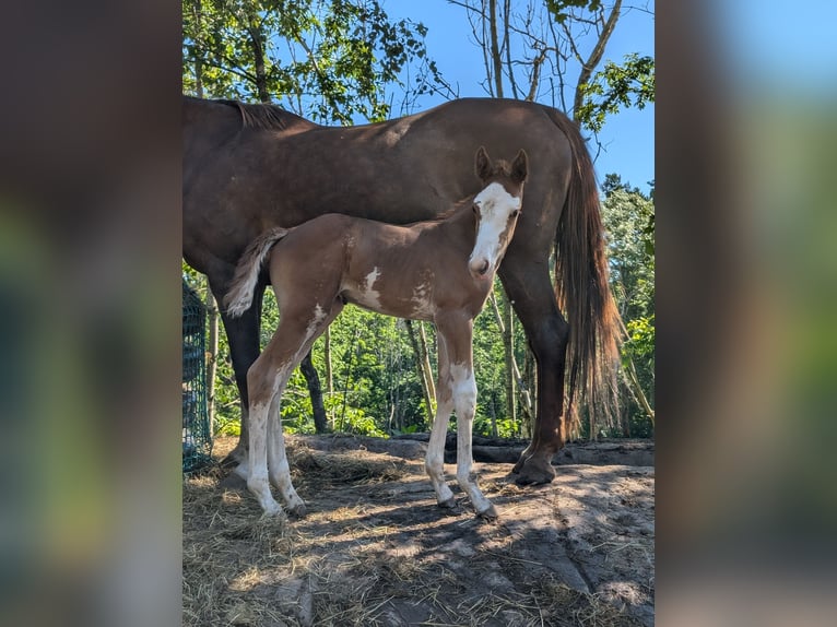 Plus de chevaux à sang chaud Jument Poulain (06/2024) 168 cm Sabino in Holmestrand