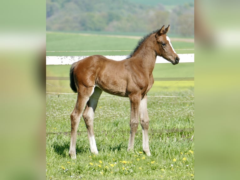Plus de chevaux à sang chaud Jument Poulain (04/2026) 170 cm Bai in Borgentreich