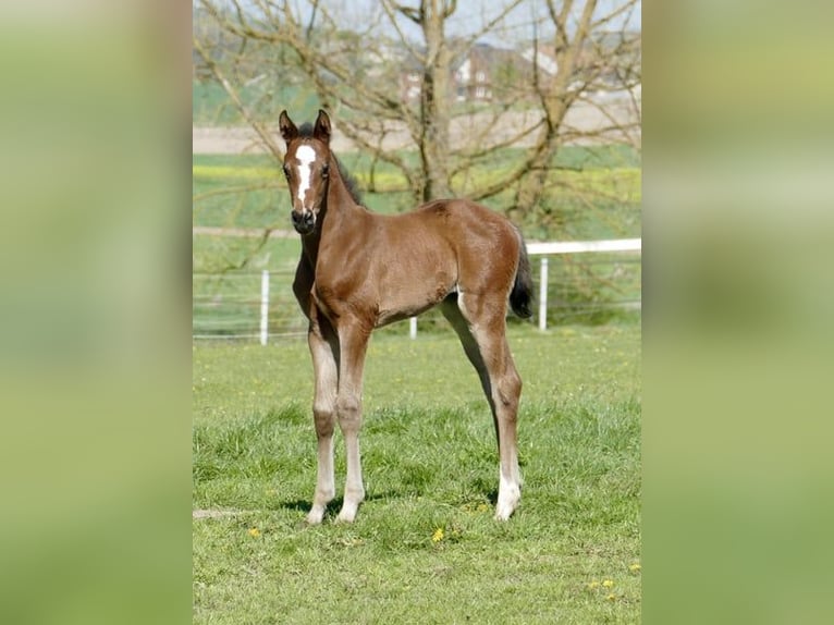 Plus de chevaux à sang chaud Jument Poulain (04/2026) 170 cm Bai in Borgentreich