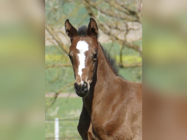 Plus de chevaux à sang chaud Jument Poulain (04/2026) 170 cm Bai in Borgentreich