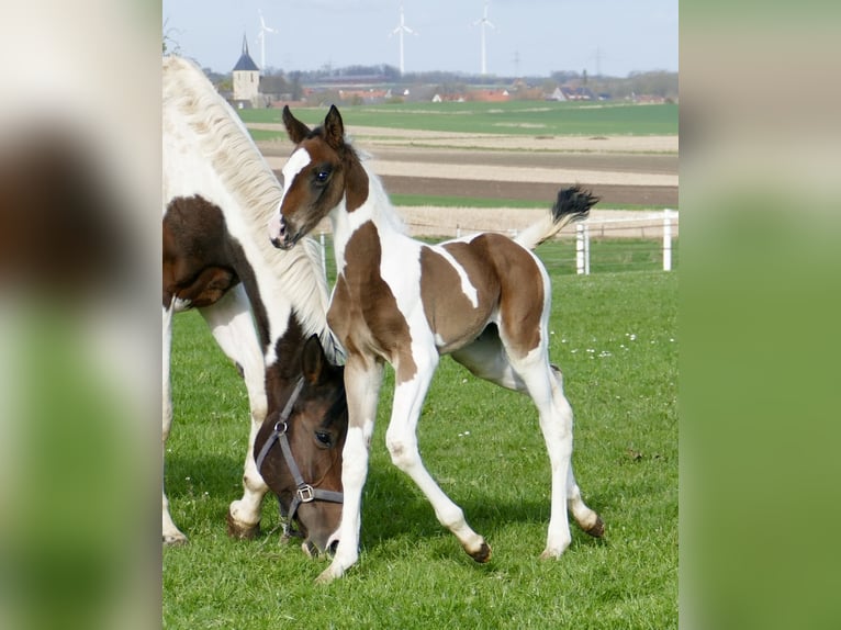 Plus de chevaux à sang chaud Jument Poulain (03/2024) 170 cm Pinto in Borgentreich