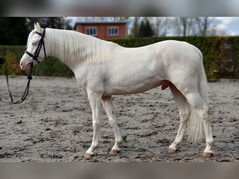 Plus de poneys/petits chevaux Étalon 10 Ans 145 cm Cremello in Visz