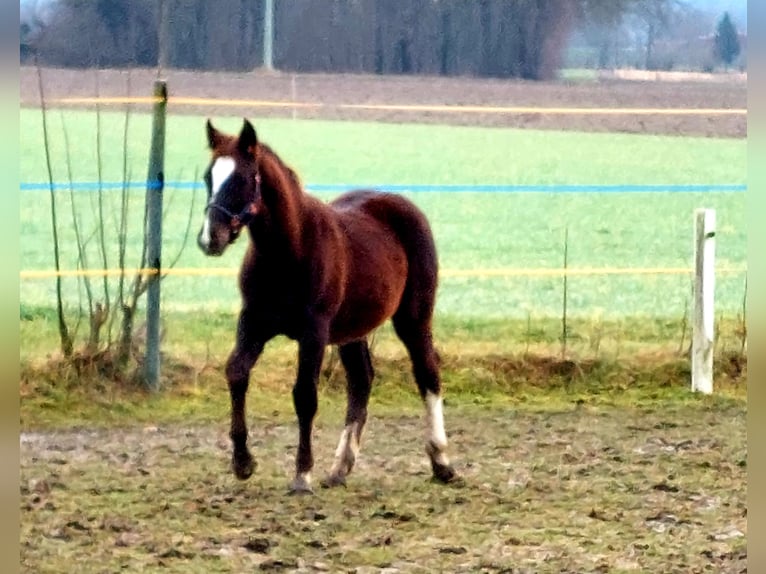 Plus de poneys/petits chevaux Croisé Étalon 1 Année Alezan brûlé in Künzing