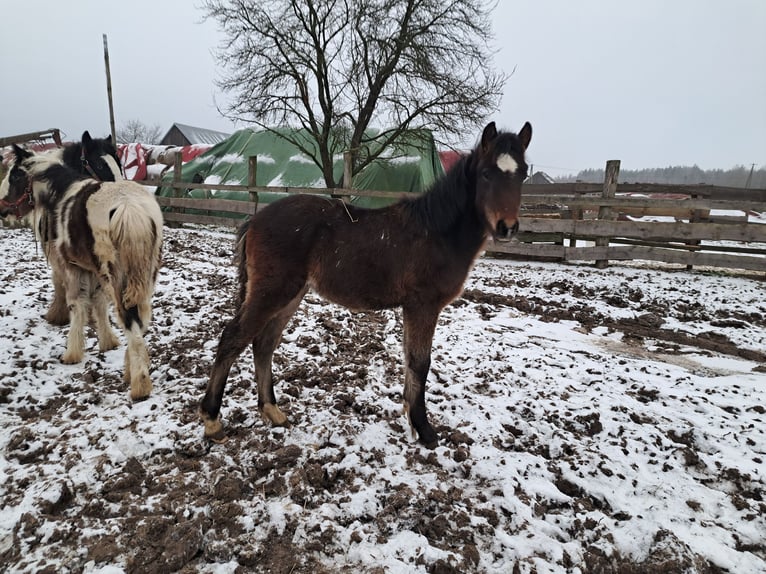 Plus de poneys/petits chevaux Croisé Étalon 1 Année Bai in Szewno