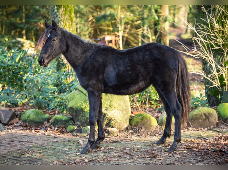 Plus de poneys/petits chevaux Croisé Étalon 1 Année Noir in Fürstenau