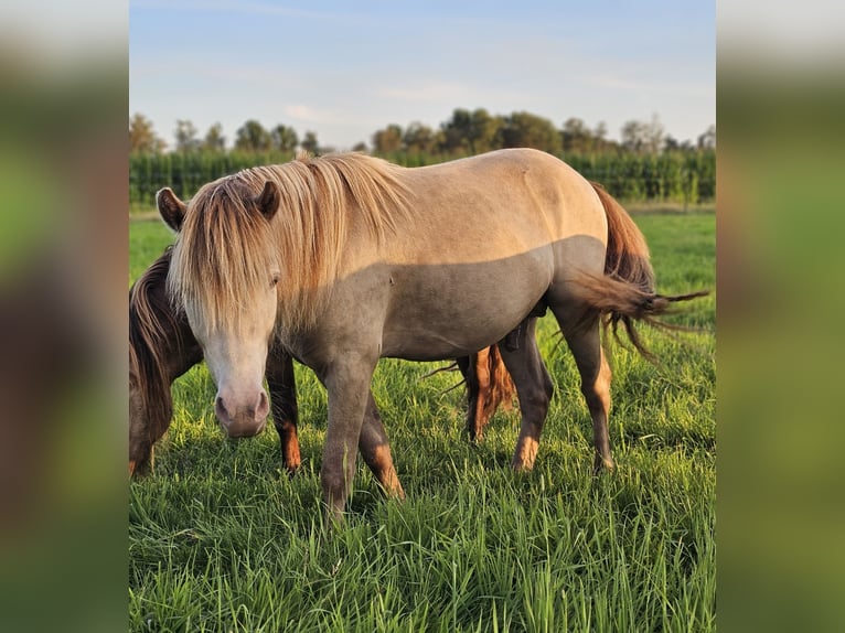 Plus de poneys/petits chevaux Étalon 2 Ans 120 cm Champagne in Adelheidsdorf