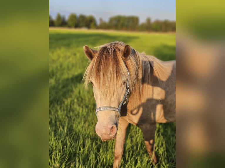 Plus de poneys/petits chevaux Étalon 2 Ans 120 cm Champagne in Adelheidsdorf