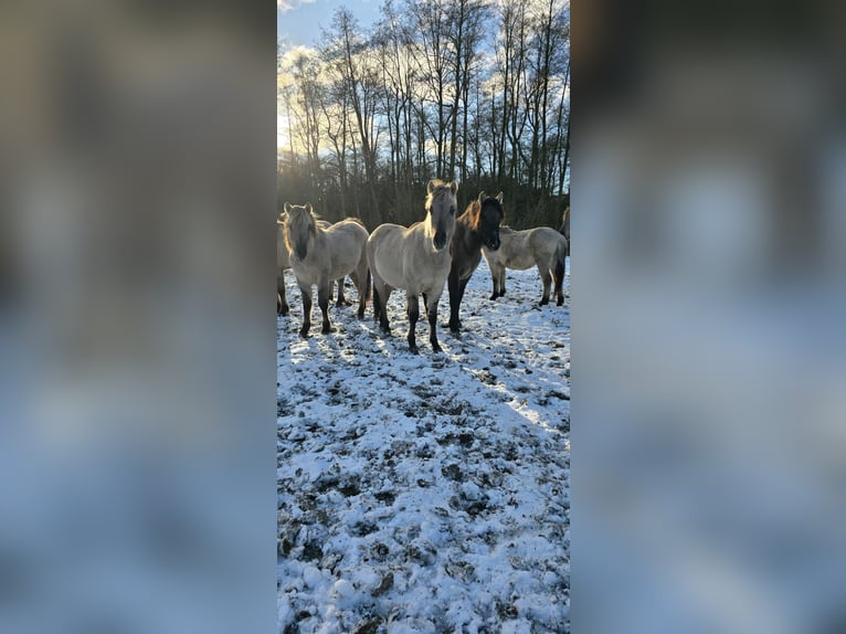 Plus de poneys/petits chevaux Étalon 2 Ans 140 cm Isabelle in Liebenthal