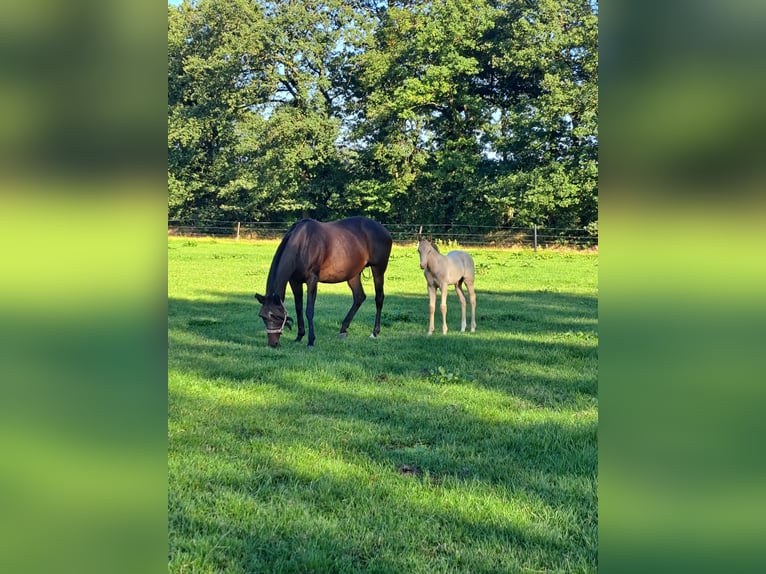 Plus de poneys/petits chevaux Croisé Étalon 2 Ans 146 cm Champagne in Voltlage