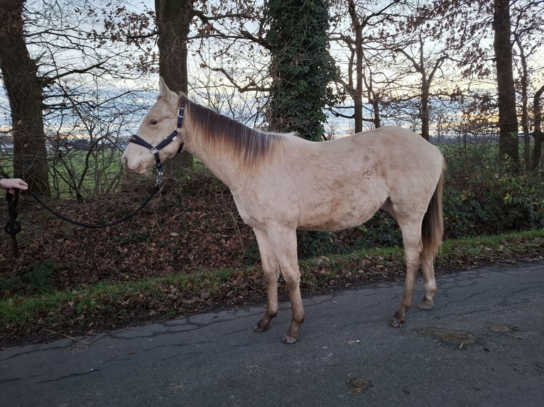 Plus de poneys/petits chevaux Croisé Étalon 2 Ans 146 cm Champagne in Voltlage