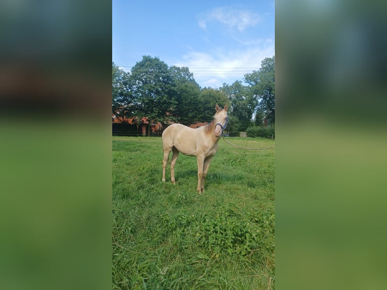 Plus de poneys/petits chevaux Croisé Étalon 2 Ans 146 cm Champagne in Voltlage