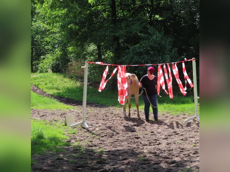 Plus de poneys/petits chevaux Croisé Étalon 2 Ans 146 cm Champagne in Voltlage