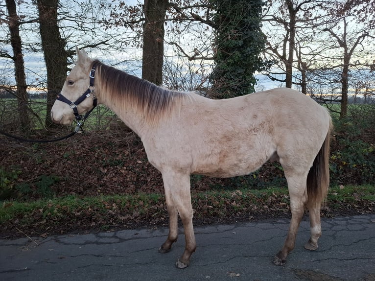 Plus de poneys/petits chevaux Croisé Étalon 2 Ans 146 cm Champagne in Voltlage