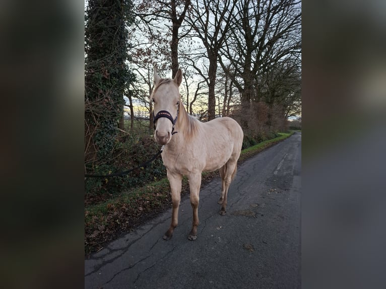 Plus de poneys/petits chevaux Croisé Étalon 2 Ans 146 cm Champagne in Voltlage