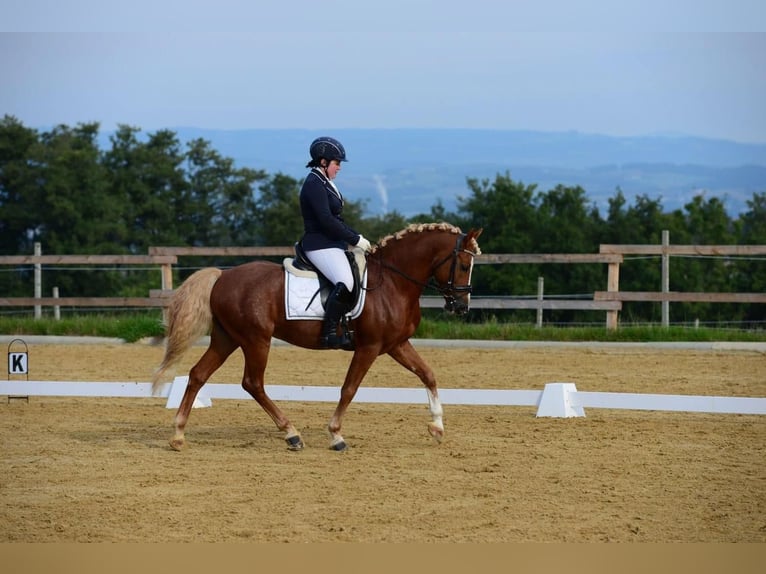 Plus de poneys/petits chevaux Étalon 2 Ans 148 cm Alezan cuivré in Amstetten