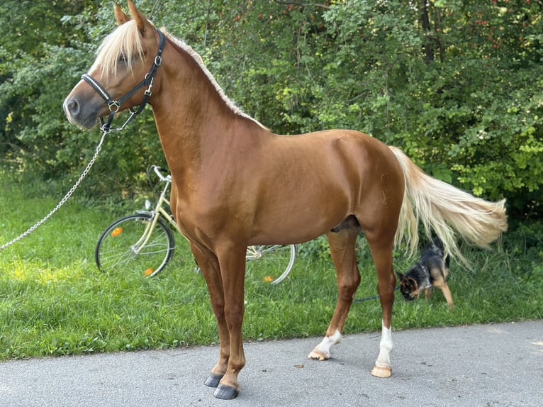 Plus de poneys/petits chevaux Étalon 2 Ans 148 cm Alezan cuivré in Amstetten