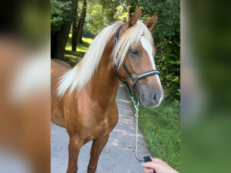 Plus de poneys/petits chevaux Étalon 2 Ans 148 cm Alezan cuivré in Amstetten