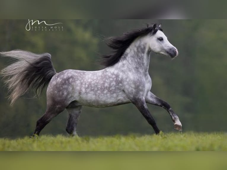 Plus de poneys/petits chevaux Étalon Poulain (05/2024) 125 cm Gris in Nussdorf am Attersee