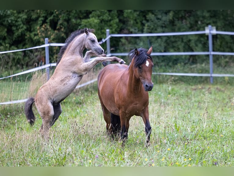 Plus de poneys/petits chevaux Étalon Poulain (05/2024) 125 cm Gris in Nussdorf am Attersee