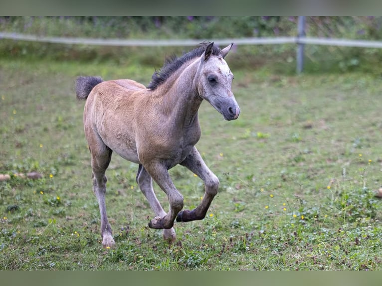 Plus de poneys/petits chevaux Étalon Poulain (05/2024) 125 cm Gris in Nussdorf am Attersee