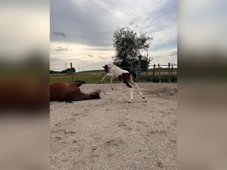 Plus de poneys/petits chevaux Croisé Étalon Poulain (07/2023) 145 cm Pinto in Geretsberg