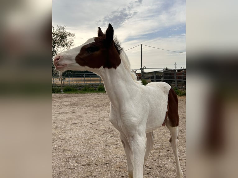 Plus de poneys/petits chevaux Croisé Étalon Poulain (07/2023) 145 cm Pinto in Geretsberg