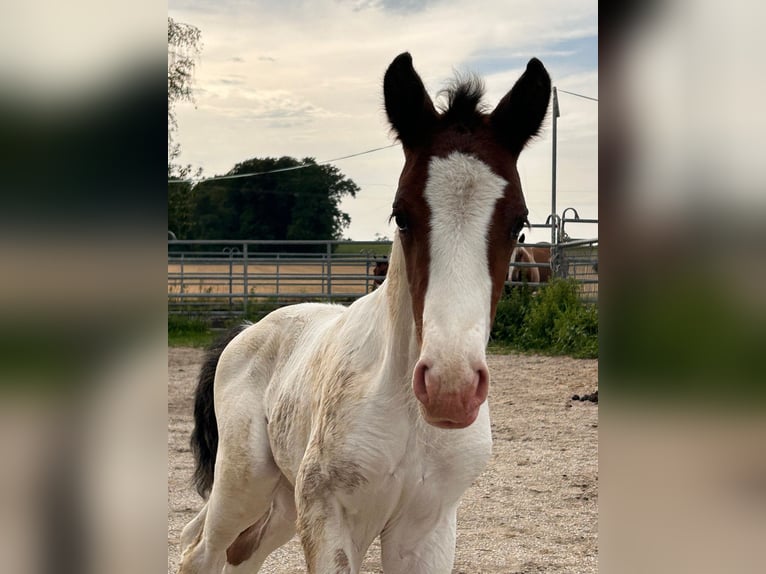 Plus de poneys/petits chevaux Croisé Étalon Poulain (07/2023) 145 cm Pinto in Geretsberg