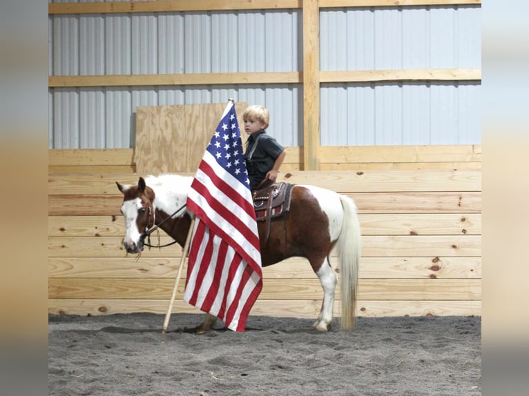 Plus de poneys/petits chevaux Hongre 10 Ans 102 cm Overo-toutes couleurs in Rebersburg, PA