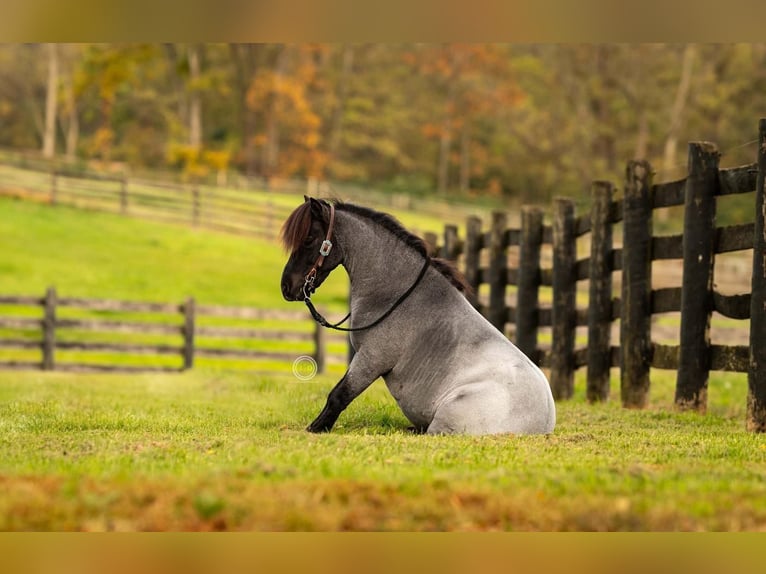 Plus de poneys/petits chevaux Hongre 10 Ans 102 cm Rouan Bleu in Lebanon