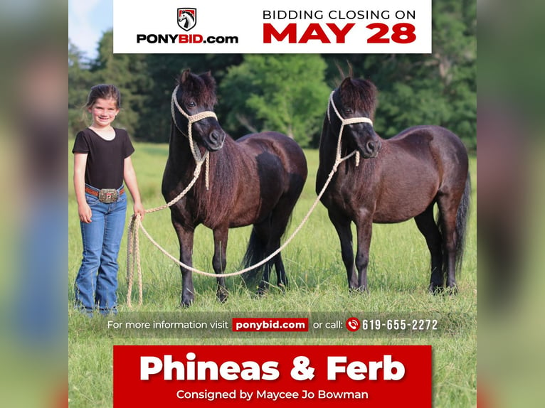 Plus de poneys/petits chevaux Hongre 10 Ans 104 cm Noir in Carthage