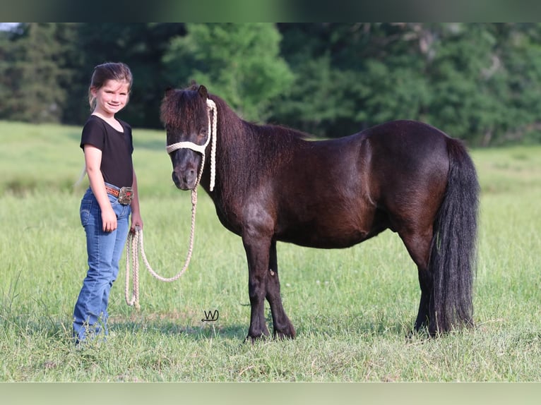 Plus de poneys/petits chevaux Hongre 10 Ans 104 cm Noir in Carthage