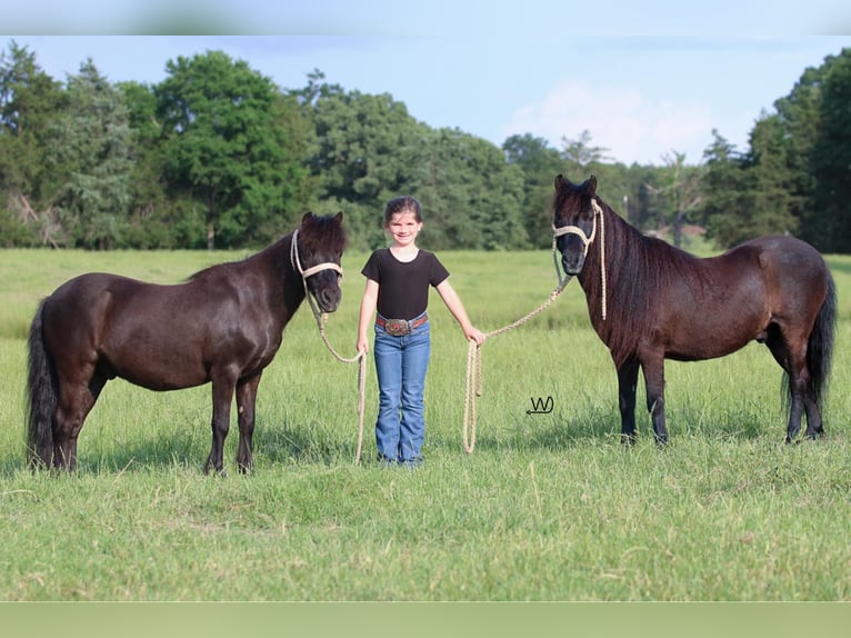 Plus de poneys/petits chevaux Hongre 10 Ans 104 cm Noir in Carthage