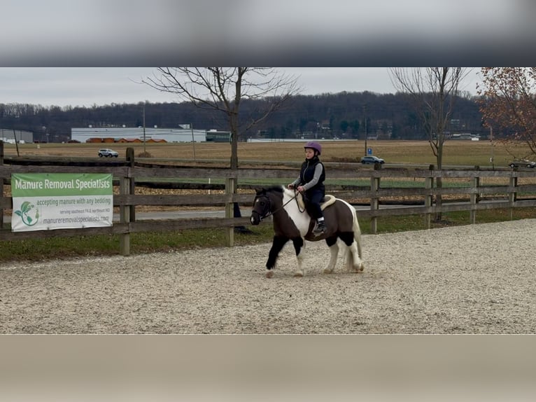 Plus de poneys/petits chevaux Hongre 10 Ans 107 cm Pinto in Gap